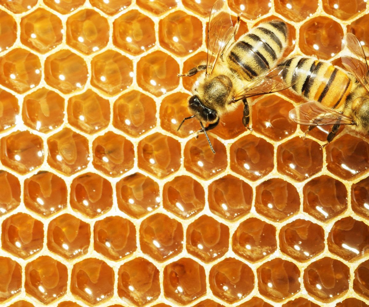 Mexico-honey-scaled-1